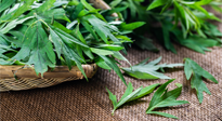 【行業(yè)資訊】南陽日報-成立保護創(chuàng)新基地 發(fā)展壯大艾草產(chǎn)業(yè)！
