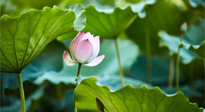 【三伏天養(yǎng)生】三伏天養(yǎng)生有六大禁忌，你知道嗎？記得分享給家人知道！