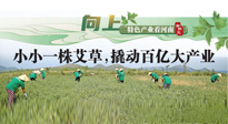 【行業(yè)資訊】向上，特色產(chǎn)業(yè)看河南：南陽艾區(qū)域品牌正在叫響！