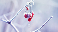 【小寒節(jié)氣】時處二三九，臘月梅花開！