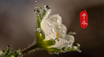 【二十四節(jié)氣灸】雨水節(jié)氣，扶陽、祛濕、調(diào)氣血，才是養(yǎng)生重點(diǎn)！艾灸，橫掃濕寒！