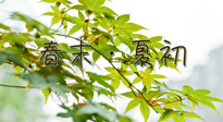 【艾灸養(yǎng)生】春末夏初：上熱下寒癥狀，補不如疏通淤堵，試試艾灸吧！