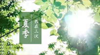 【艾灸三伏天】今年三伏不一般，仙草小助理建議大家早作準(zhǔn)備哦！