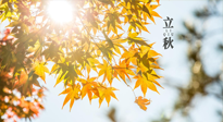 【節(jié)氣飲食】立秋將至，吃最合適的飲食，平穩(wěn)度過季節(jié)交替！